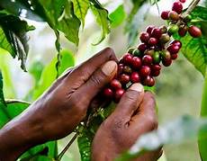 Coffee Industry