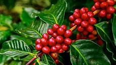 Coffee Arabica