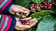 Coffee Processing