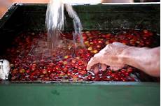 Coffee Processing