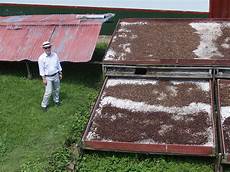 Coffee Seed Drying