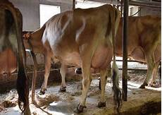 Dairy Products Showcase