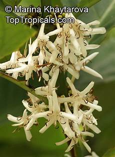 Excelsa Coffee