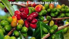Excelsa Coffee