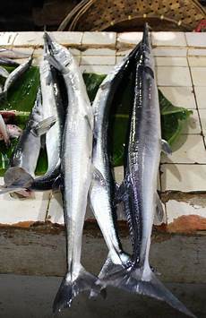 Fish Grill