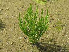 Glasswort