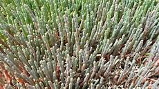 Glasswort