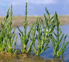 Glasswort