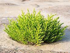 Glasswort