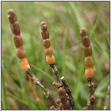 Glasswort
