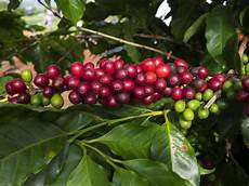 Green Coffee Bean