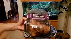 Grilled Chickens