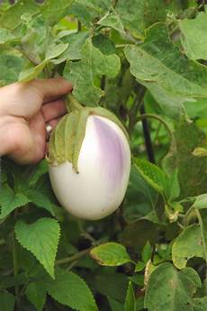Grilled Eggplant