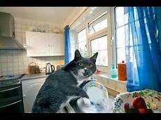 Washing Dishes